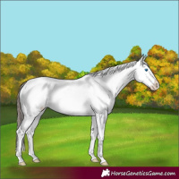 Horse Color:Black Splash Appaloosa 