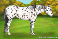 Horse Color:Gray Brown Appaloosa