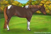 Horse Color:Gray Chestnut Tobiano
