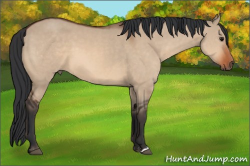 Horse Color:Bay Dun 