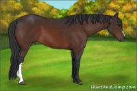 Horse Color:Brown 