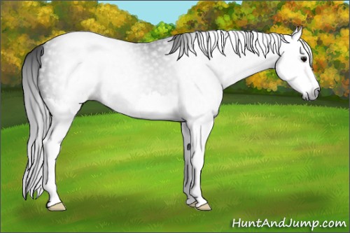 Horse Color:Gray Black Splash Appaloosa
