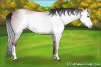 Horse Color:Gray Bay 