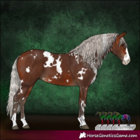Horse Color:White Spotted Silver Brown