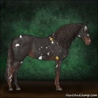 Horse Color:White Spotted Liver Chestnut 
