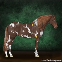 Horse Color:White Spotted Liver Chestnut 