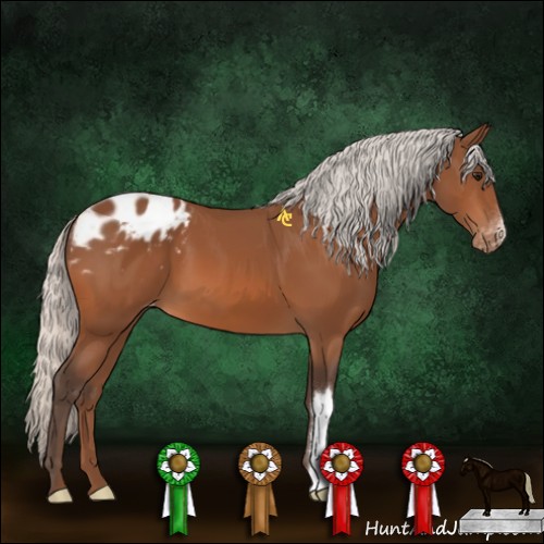 Horse Color:Silver Bay Appaloosa 