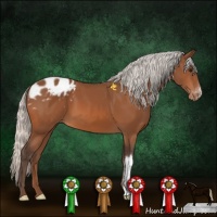 Horse Color:Silver Bay Appaloosa 