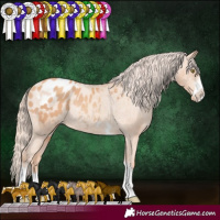 Horse Color:Gold Champagne Appaloosa Rabicano