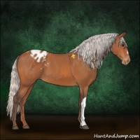 Horse Color:Silver Bay Appaloosa 