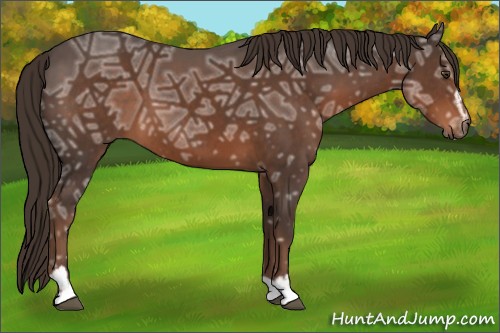 Horse Color:Liver Chestnut Ice Sabino 