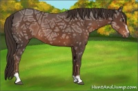 Horse Color:Liver Chestnut Ice Sabino 