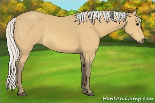 Horse Color:Silver Buckskin 