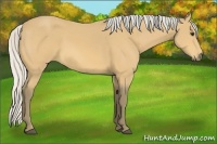 Horse Color:Silver Buckskin 