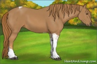 Horse Color:Chestnut Tobiano Rabicano 