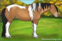 Horse Color:Gray Amber Champagne Tobiano