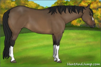 Horse Color:Gray Brown Dun 