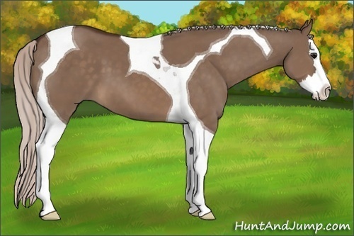Horse Color:Silver Brown Dun Splash Tobiano 