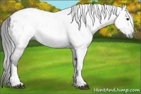 Horse Color:Gray Black Near Leopard 