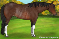 Horse Color:Gray Bay Appaloosa Rabicano 