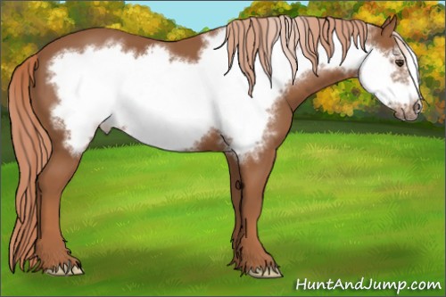 Horse Color:Chestnut Frame