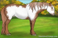 Horse Color:Chestnut Frame 