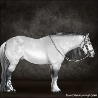 Horse Color:White Spotted Bay Chinchilla Frame