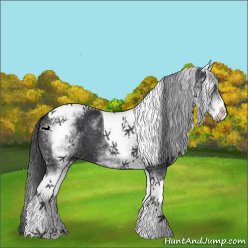 Horse Color:White Spotted Black Tobiano 