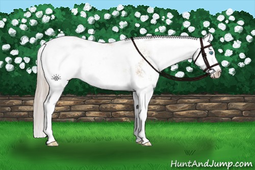 Horse Color:Chocolate Palomino Pearl Sabino Splash Snowflake Varnish