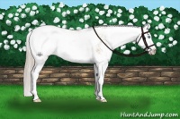 Horse Color:Chocolate Palomino Pearl Sabino Splash Appaloosa