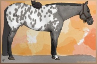 Horse Color:Grullo Roan Near Leopard