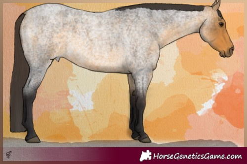Horse Color:Buckskin Roan 