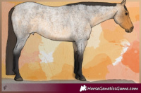 Horse Color:Buckskin Roan 