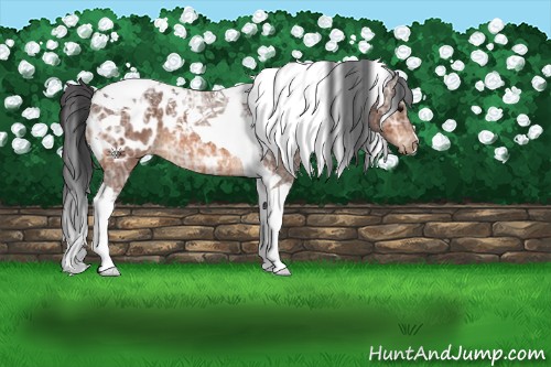 Horse Color:Bay Ice Tobiano Appaloosa 