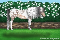 Horse Color:Bay Ice Tobiano Appaloosa
