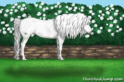 Horse Color:Gray Bay Tobiano