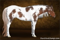 Horse Color:White Spotted Liver Chestnut Tobiano 