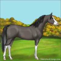 Horse Color:Grullo Splash 