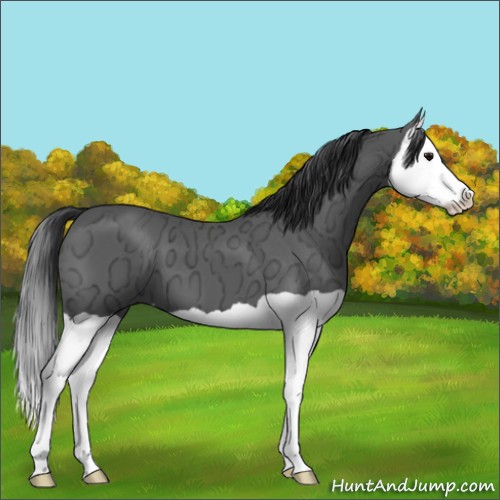 Horse Color:Black Ice Splash 
