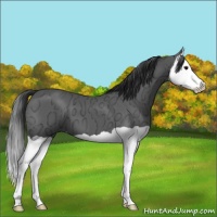 Horse Color:Black Ice Splash 