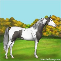 Horse Color:Grullo Splash Tobiano Appaloosa