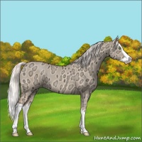 Horse Color:Silver Classic Champagne Ice Dun Splash 