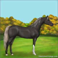 Horse Color:Gray Silver Black 