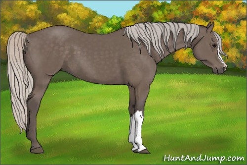 Horse Color:Silver Black