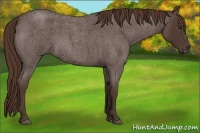 Horse Color:Liver Red Roan 