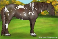 Horse Color:White Spotted Liver Chestnut 