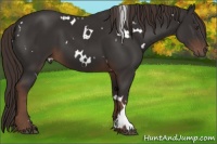 Horse Color:White Spotted Liver Chestnut 