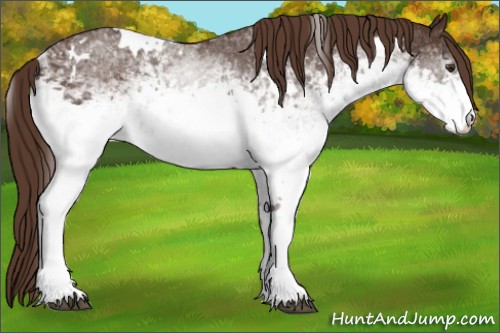 Horse Color:White Spotted Liver Chestnut 