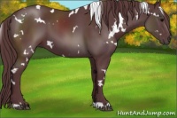 Horse Color:White Spotted Chocolate Black
