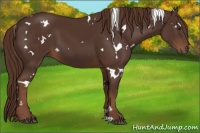 Horse Color:White Spotted Liver Chestnut 